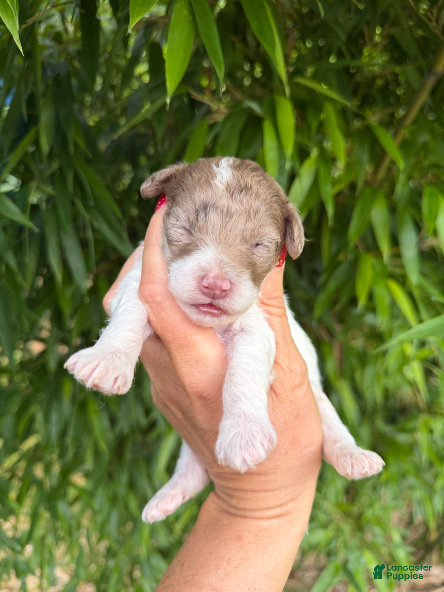 Cockapoo dogs Cockapoo Puppy 4 - Ad 7