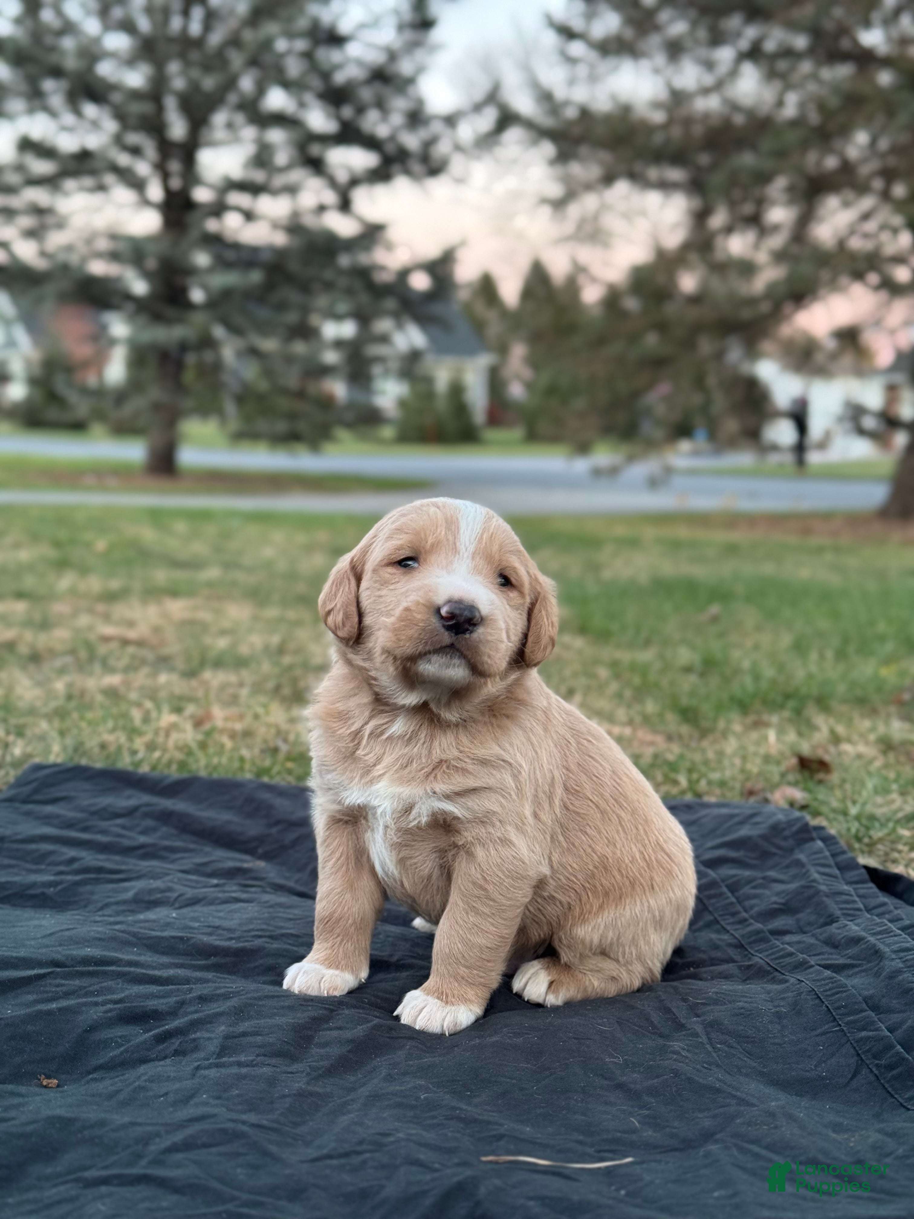 Mixed Breed dogs Simba - Ad 37