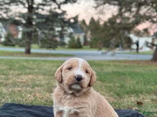 Mixed Breed dogs Simba - Ad 14