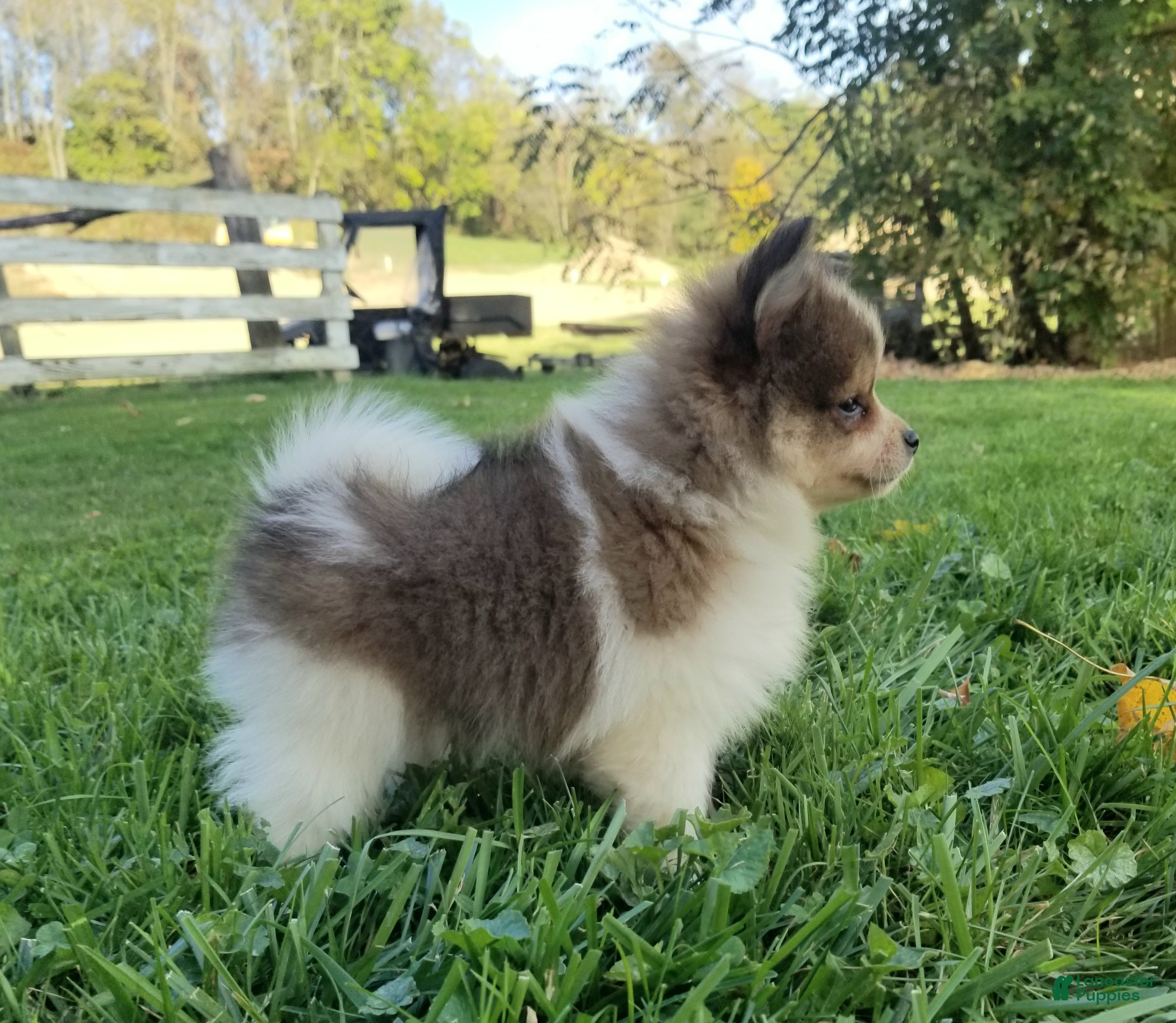 Pomeranian dogs Mojo - Ad 2