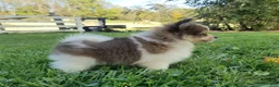 Pomeranian dogs for sale: Mojo - Ad 2