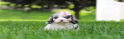 Cavapoo dogs for sale: Delilah - Ad 1