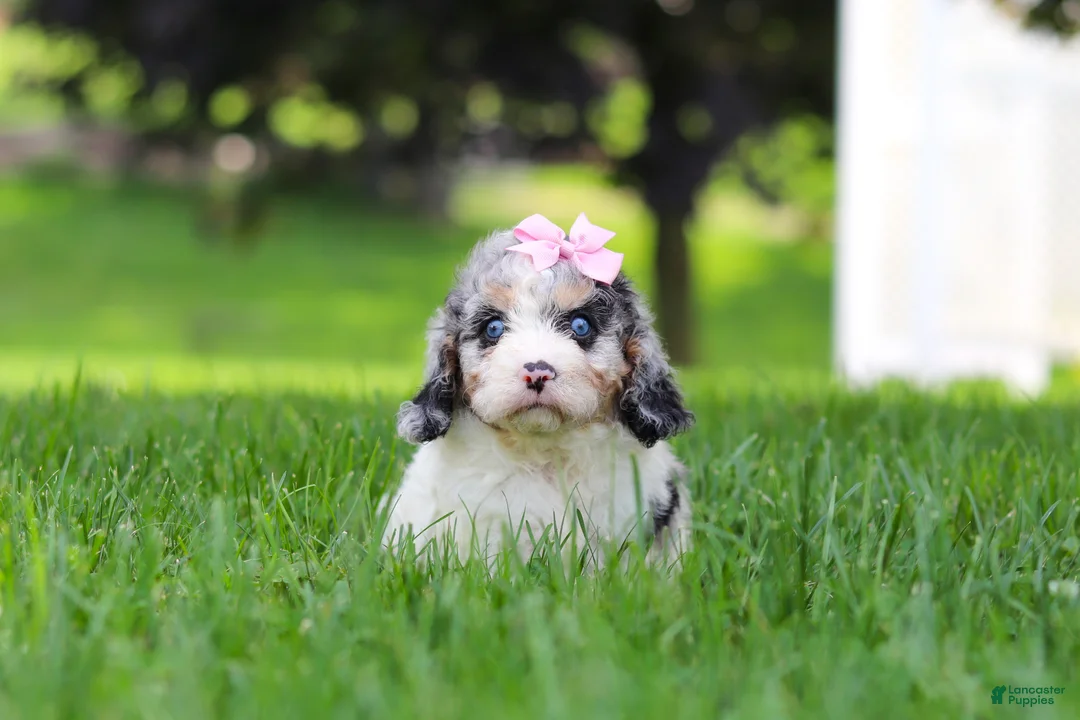 Cavapoo dogs for sale: Delilah - Ad 1