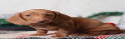 Dachshund dogs for sale: Fritz  - Ad 9