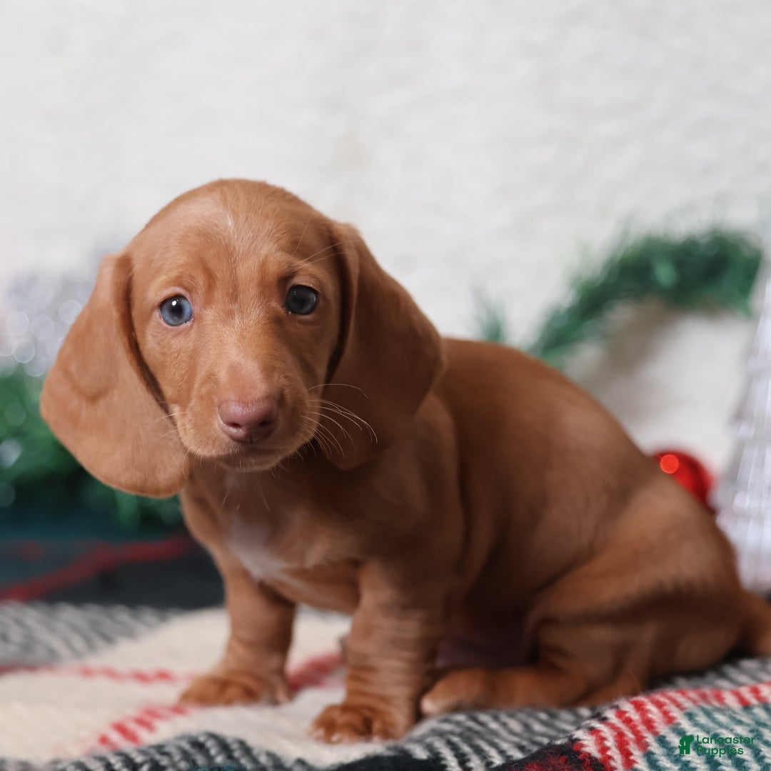Dachshund dogs for sale: Fritz  - Ad 9