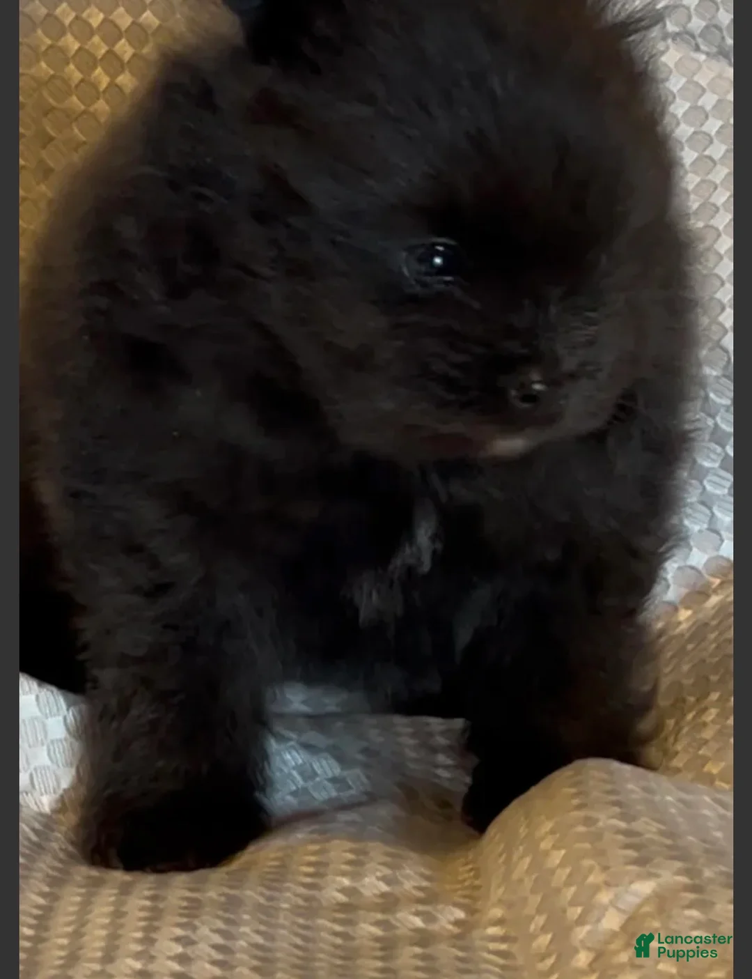 Pomeranian dogs for sale: Pugsley  - Ad 2
