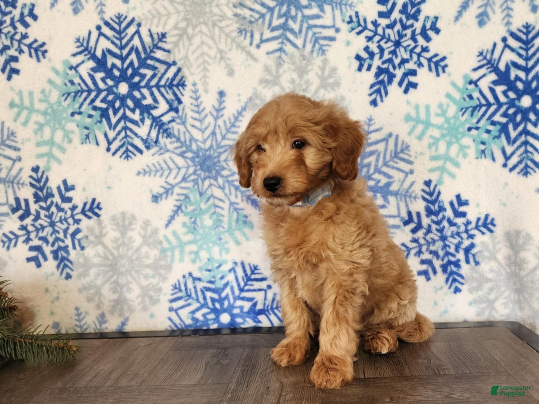 Mini Goldendoodle dogs for sale: Reno - Ad 12