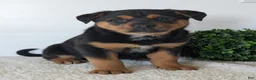 Mixed Breed dogs for sale: Luna - Ad 12