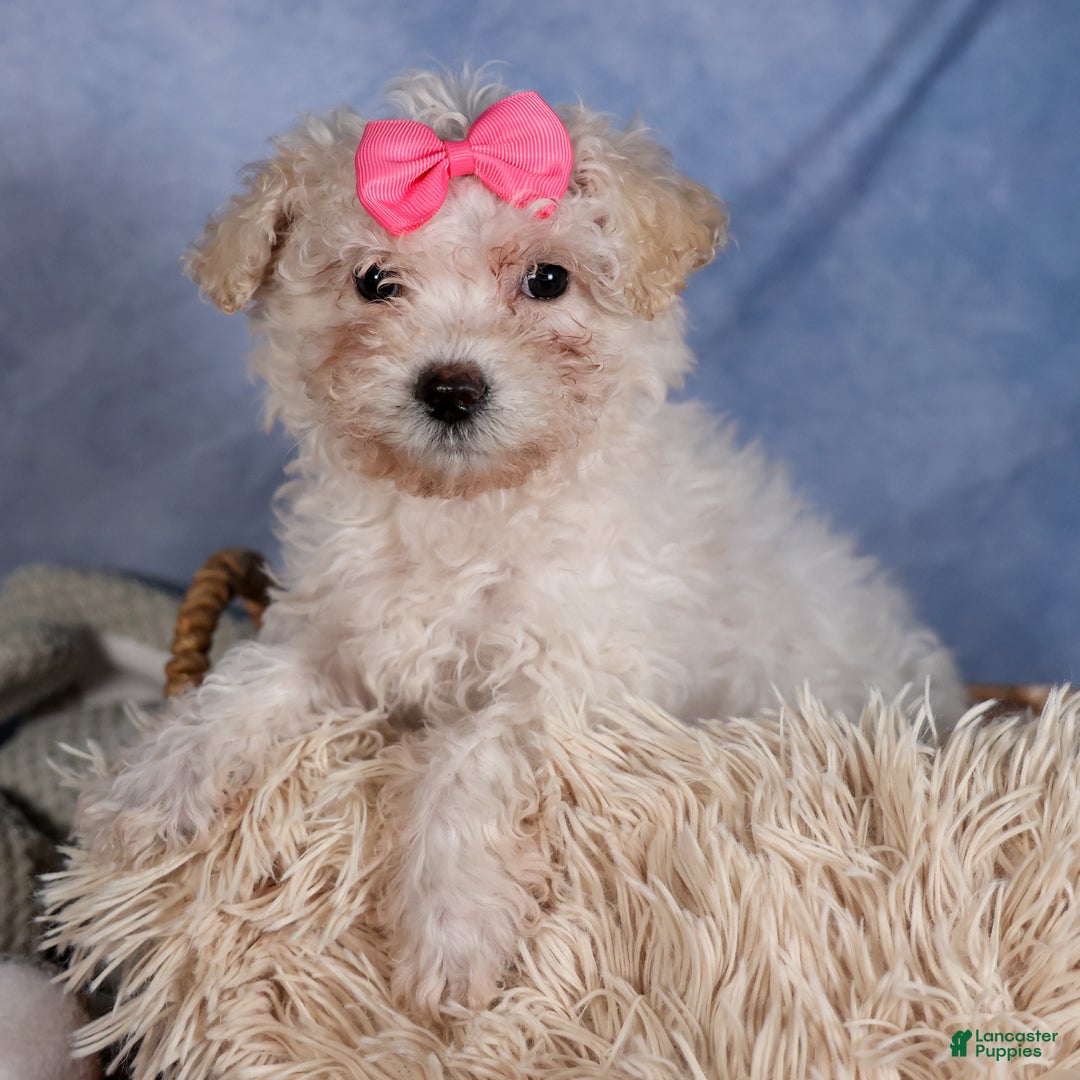 Yochon dogs for sale: NANA - Ad 13