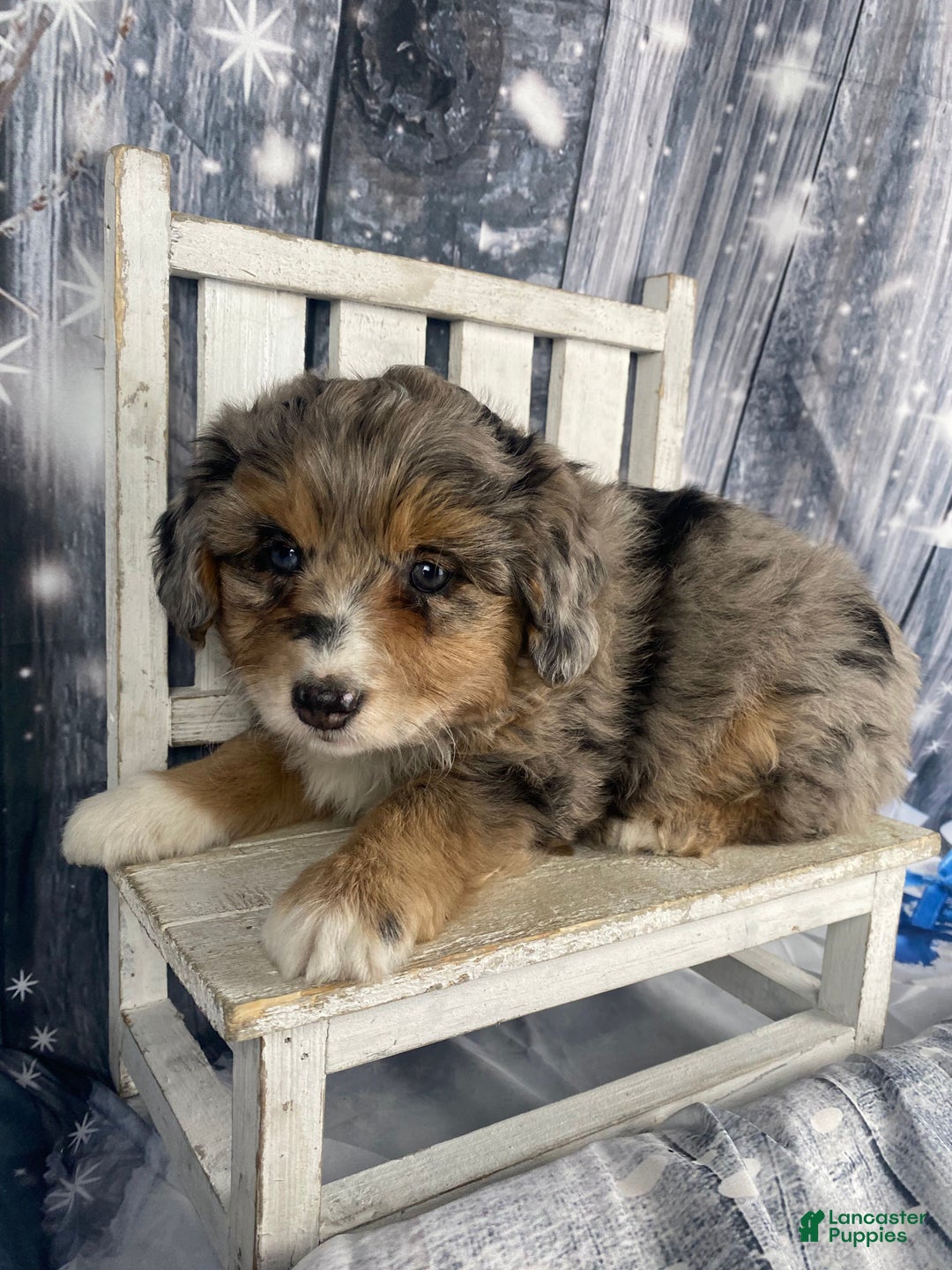 Aussiedoodle dogs for sale: Paisley - Ad 4