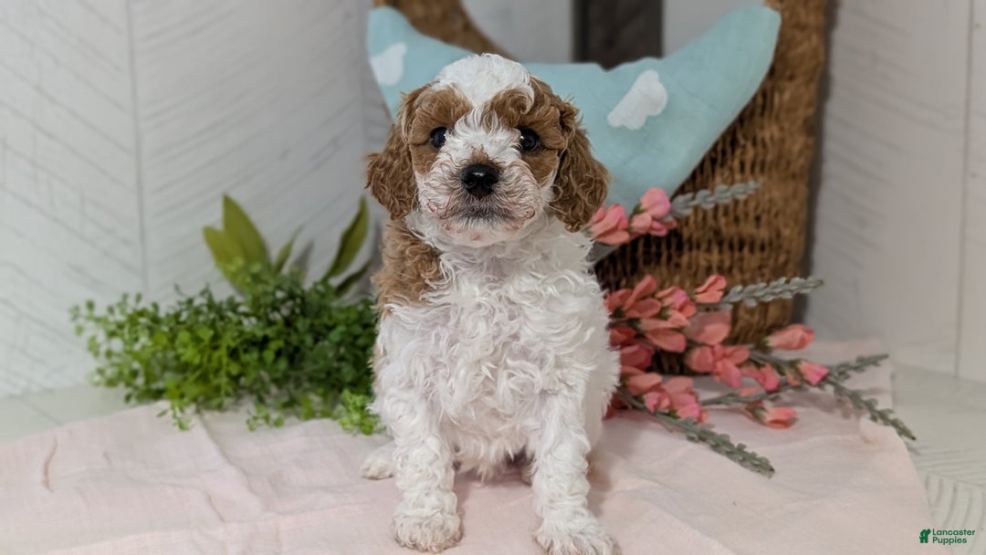 Miniature Poodle dogs for sale: Ziggy - Ad 8