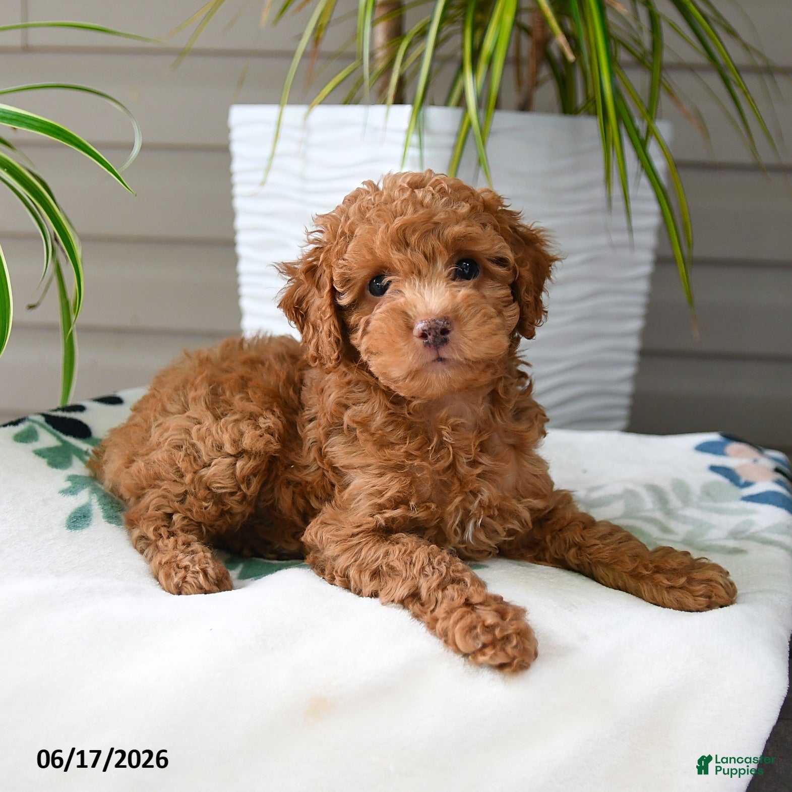 Miniature Poodle dogs Mikki - Ad 1