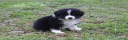 Australian Shepherd dogs for sale: Shiloh  - Ad 6