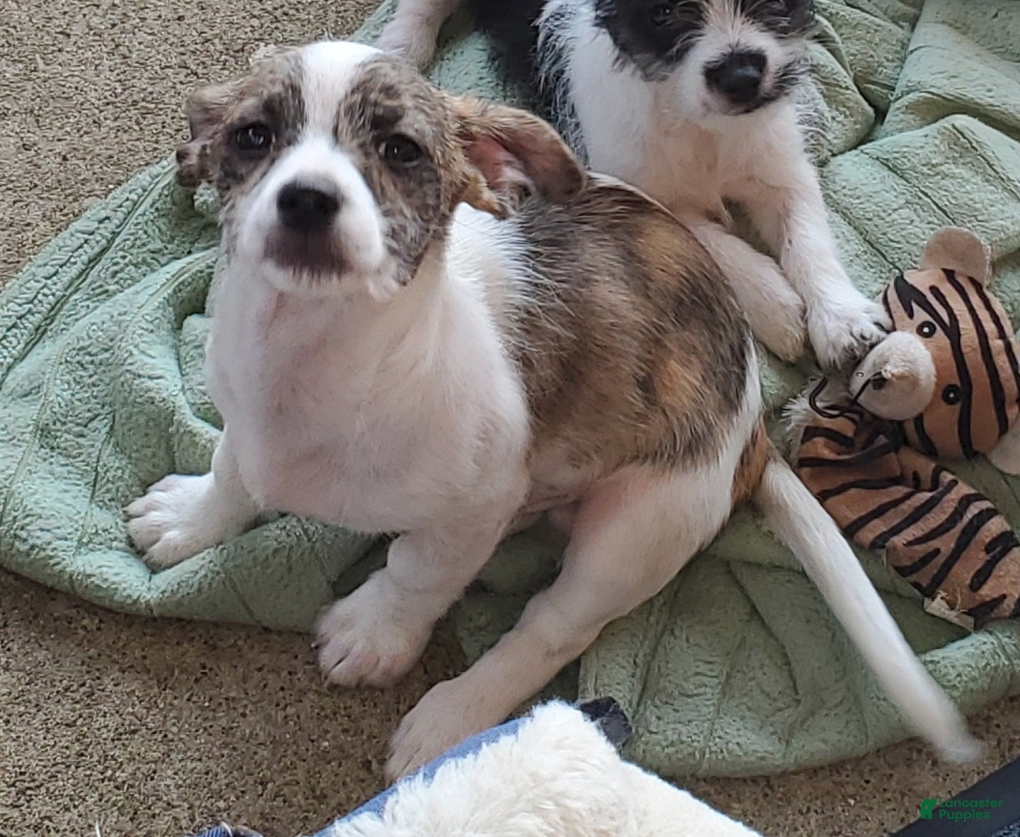 Chiweenie dogs Piggy - Ad 13