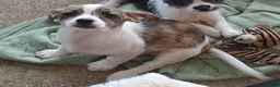 Chiweenie dogs for sale: Piggy - Ad 1