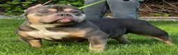 American Bully dogs for sale: Beautiful Tri-Color Adult Female American Bully - Ad 9