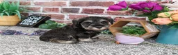 Miniature Schnauzer dogs for sale: Libby - Ad 5