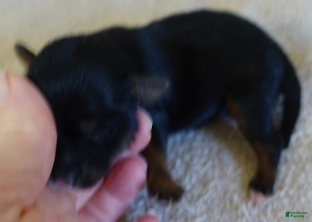 Yorkshire Terrier dogs for sale: Zephyr solid black face - Ad 5