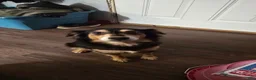 Mixed Breed dogs for sale: Midnight - Ad 2