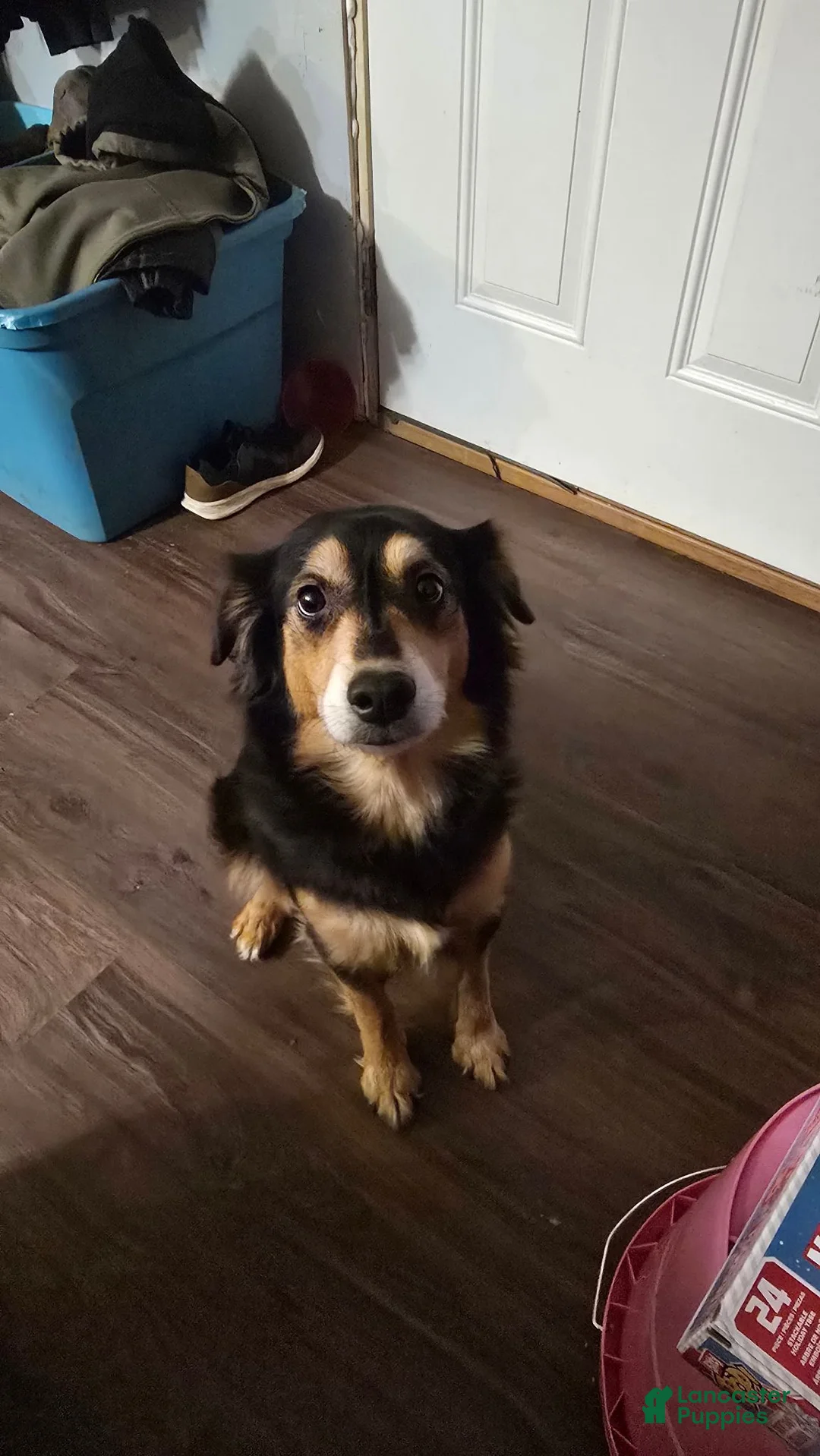 Mixed Breed dogs for sale: Midnight - Ad 2