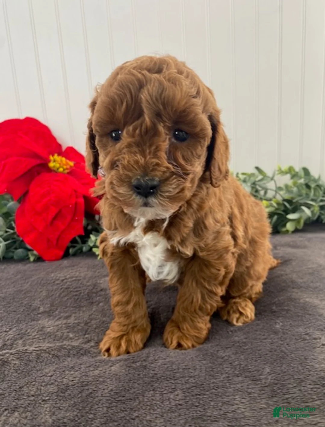Miniature Poodle dogs for sale: Gabby - Ad 6
