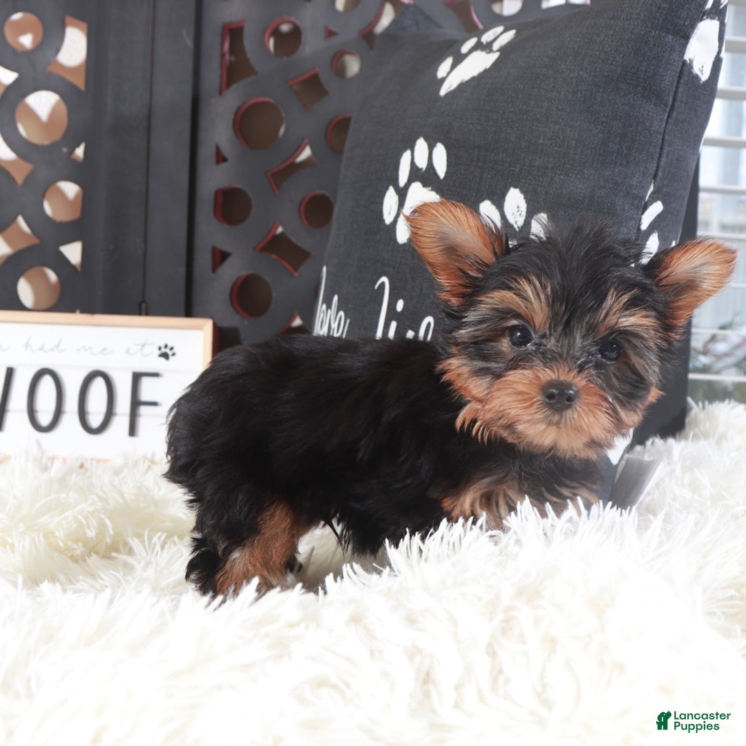 Yorkshire Terrier dogs for sale: Colt Adorable Teacup Yorkie - Ad 4