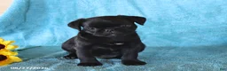 Pug dogs for sale: Spot - Ad 4