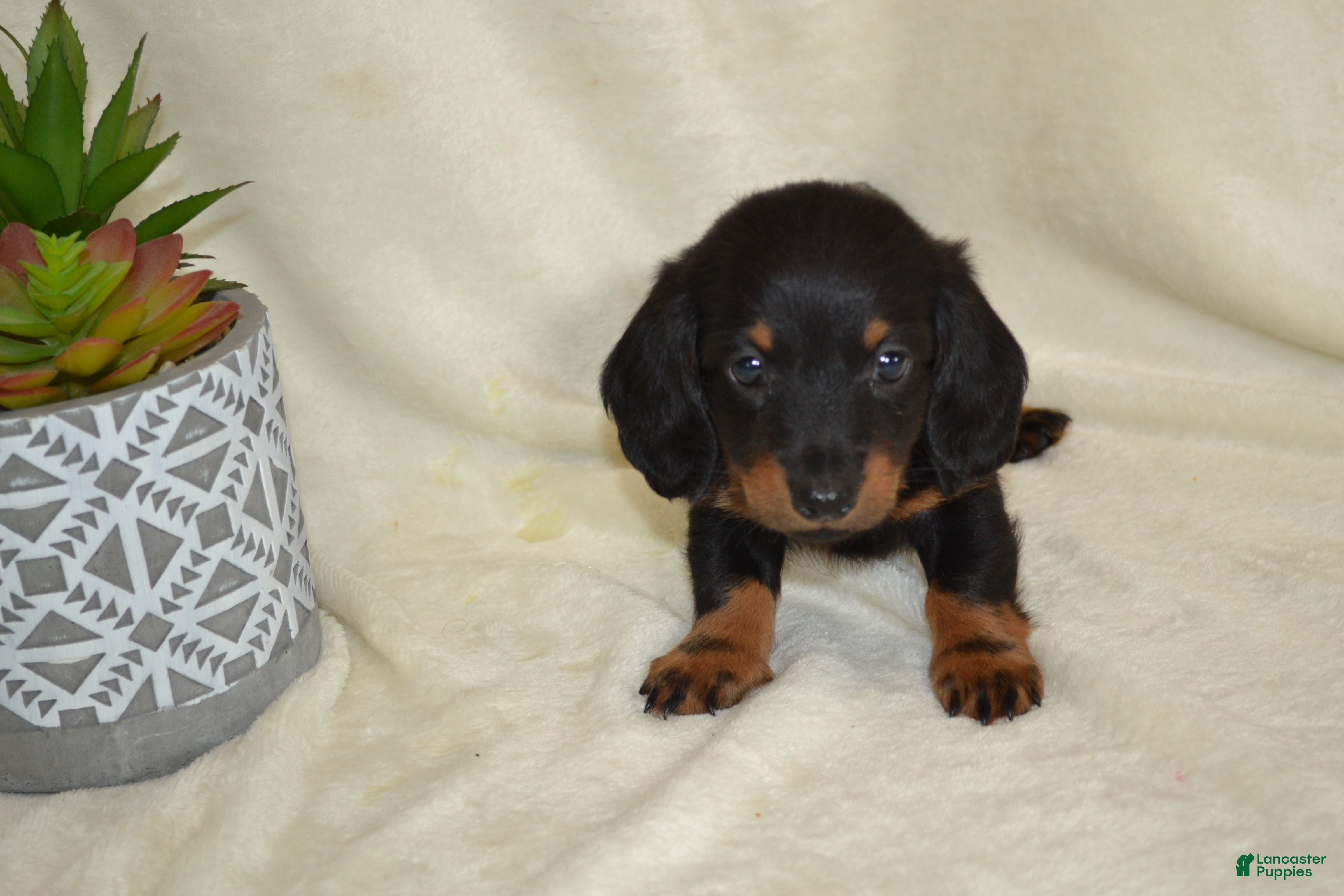 Dachshund dogs Shadow - Ad 1