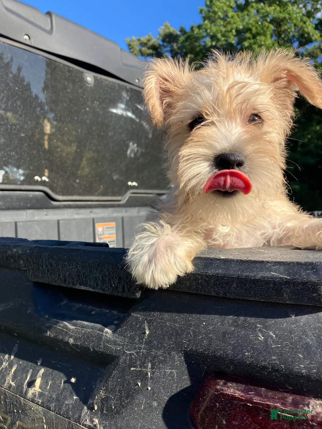 Miniature Schnauzer dogs for sale: Zoey - Ad 2