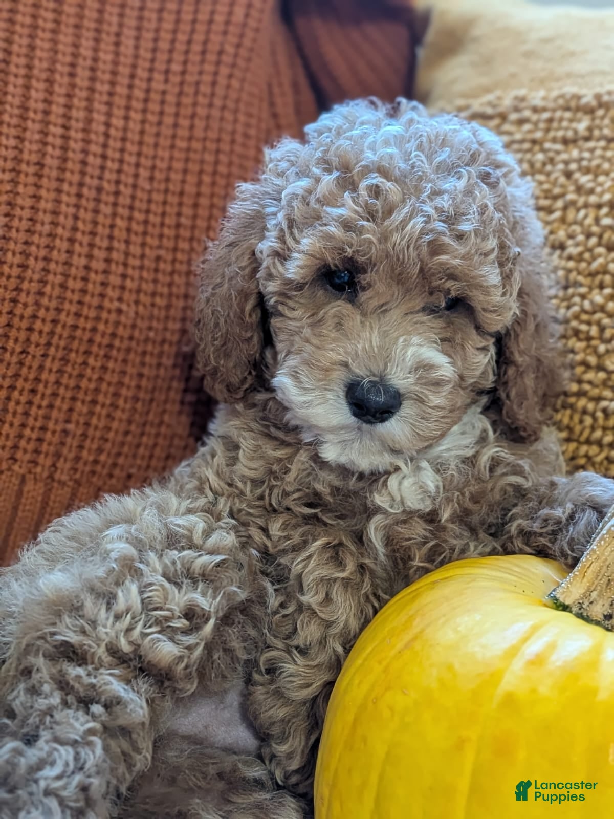 Miniature Poodle dogs for sale: Flynn  - Ad 1