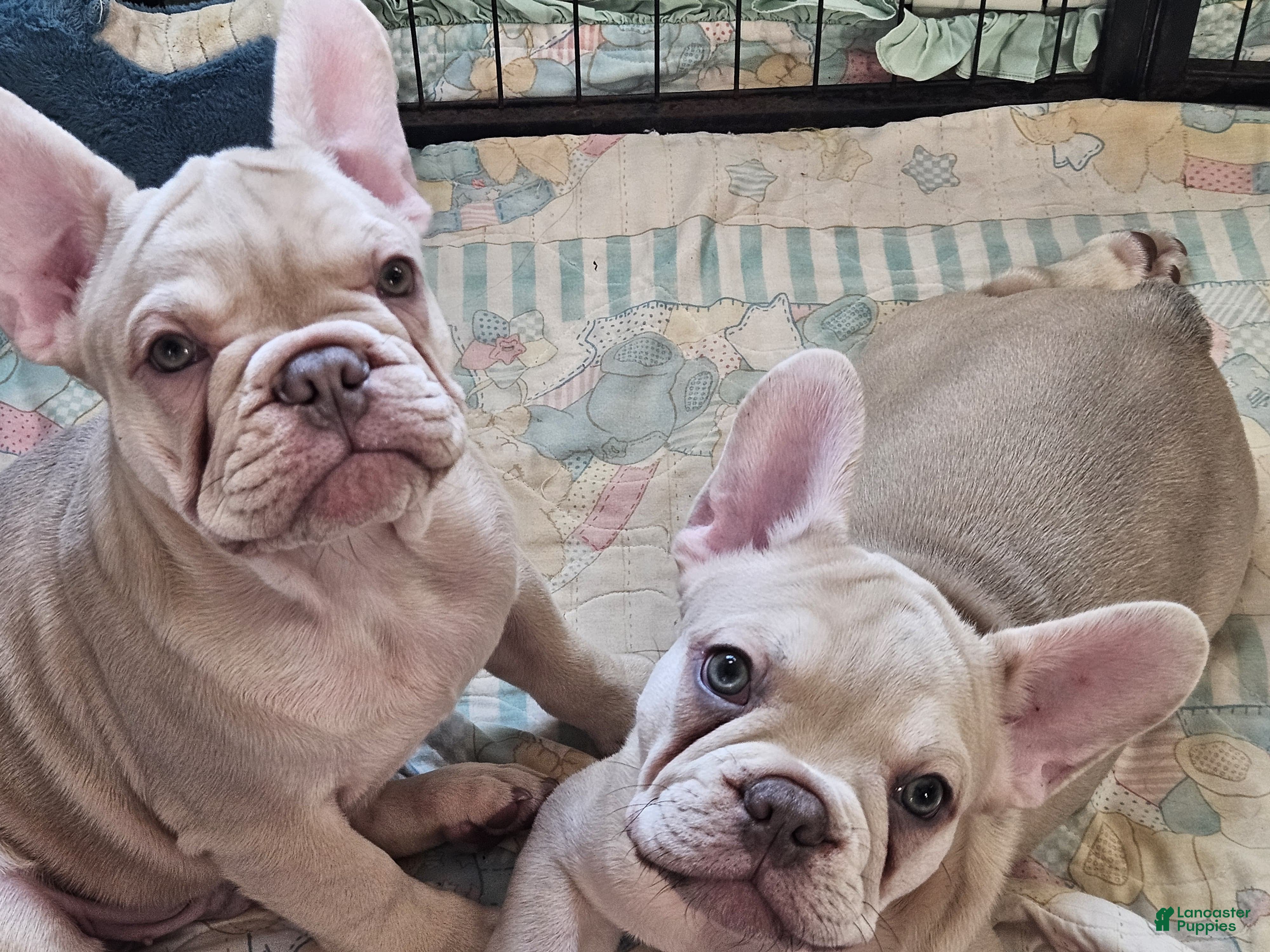 French Bulldog dogs French Bulldog Puppy 4 - Ad 1