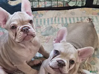 French Bulldog dogs for sale: French Bulldog Puppy 4 - Ad 3