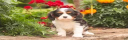 Cavalier King Charles Spaniel dogs for sale: Jerry - Ad 3