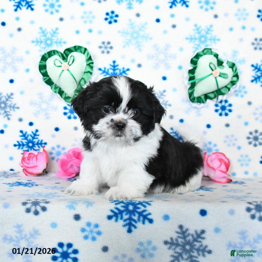Shih Tzu dogs Leo - Ad 7