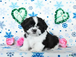 Shih Tzu dogs Leo - Ad 41