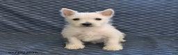 West Highland Terrier dogs for sale: Harry - Ad 5