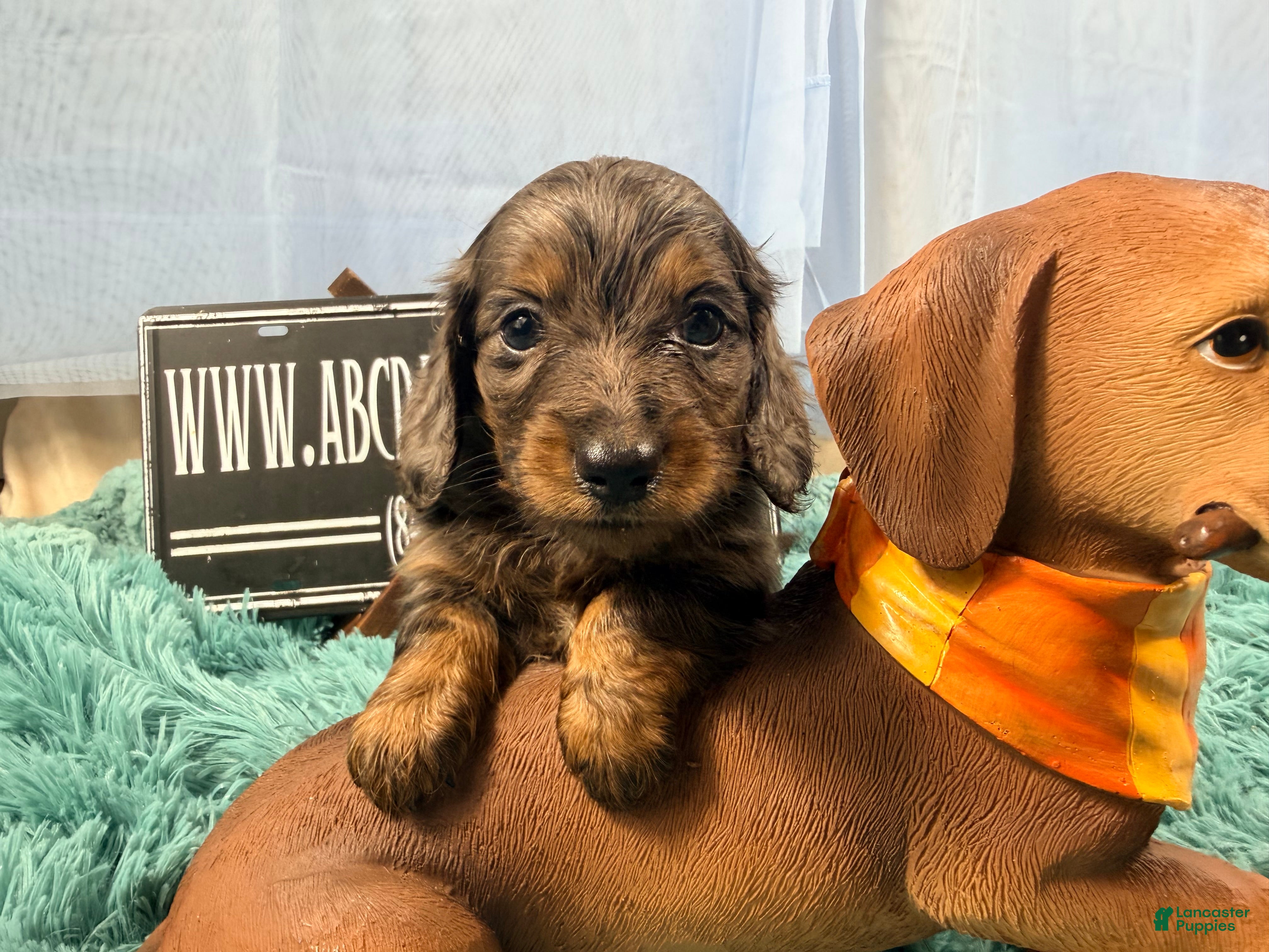Miniature Dachshund dogs Faux blue Brindle/Dapple Boy - Ad 9