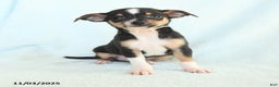 Chihuahua dogs for sale: Luke - Ad 2