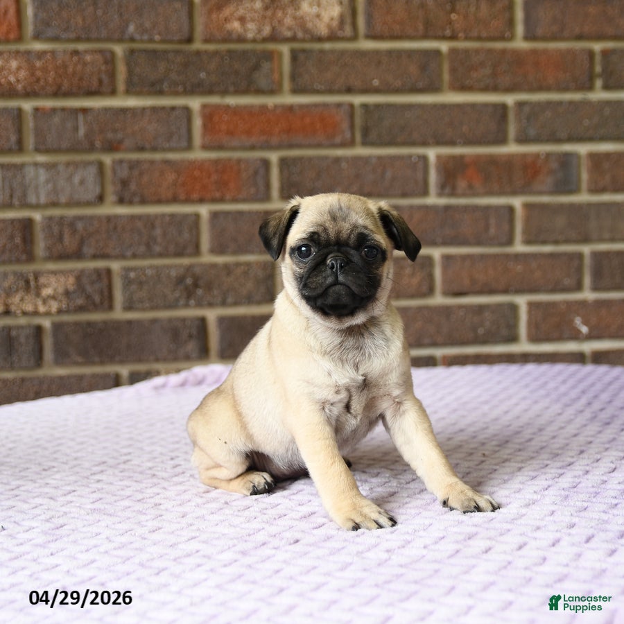 Pug dogs for sale: Wren - Ad 3