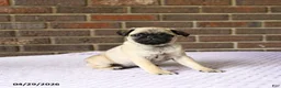 Pug dogs for sale: Wren - Ad 1
