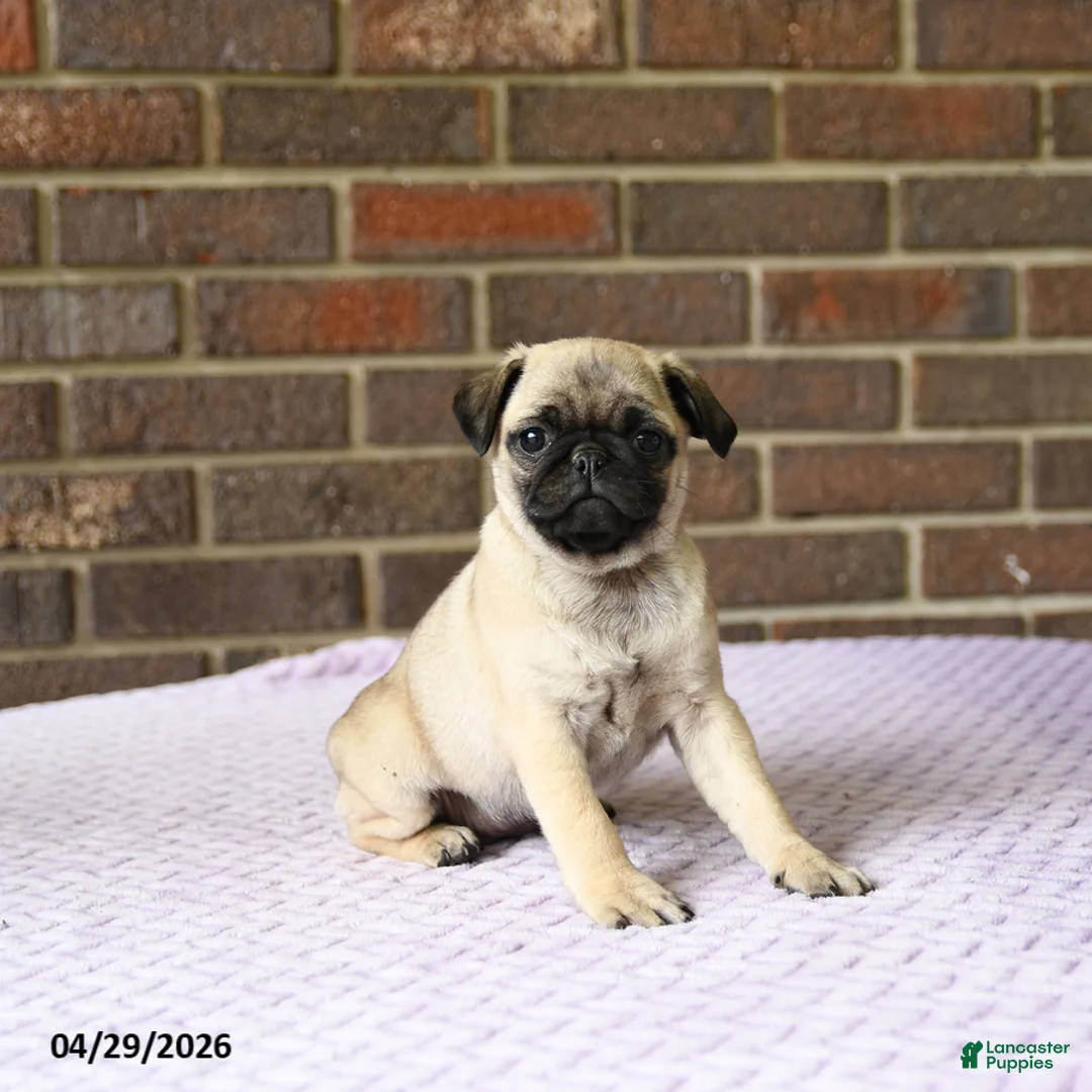 Pug dogs for sale: Wren - Ad 1