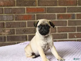 Pug dogs for sale: Wren - Ad 3