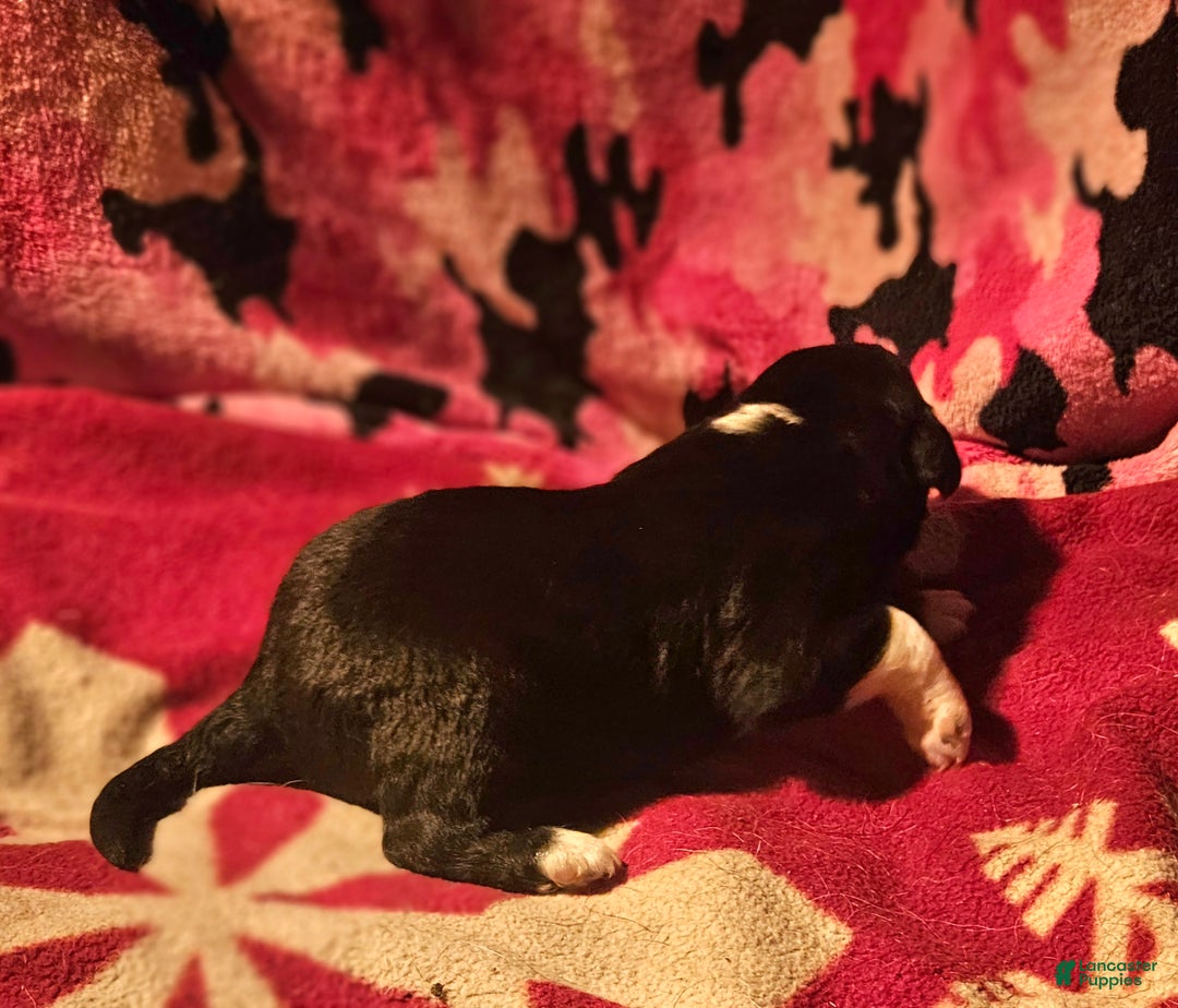 Border Collie dogs for sale: Ice - Ad 6