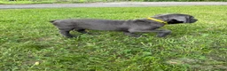 Cane Corso dogs for sale: Cane Corso 3 - Ad 7