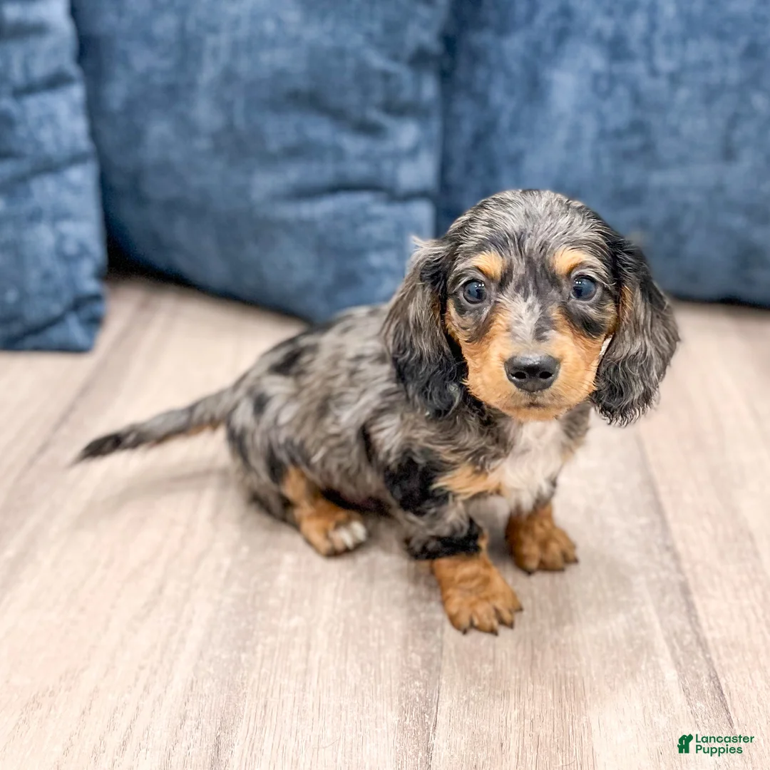Miniature Dachshund dogs for sale: Asher - Ad 1