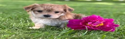 Morkie dogs for sale: Bryce - Ad 4