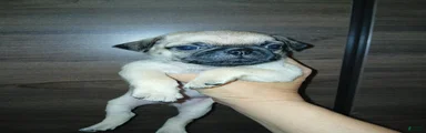 Pug 6