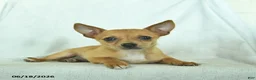 Chihuahua dogs for sale: Rusty - Ad 3