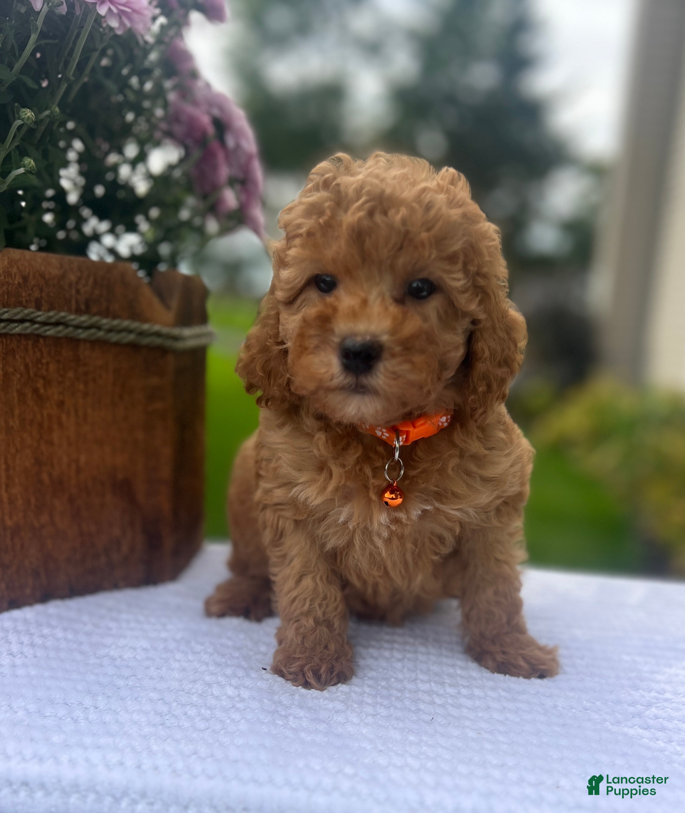 Mini Goldendoodle dogs Scarlett - Ad 2