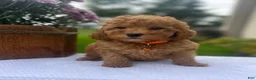 Mini Goldendoodle dogs for sale: Scarlett - Ad 2